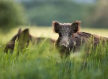 Emergenza Peste suina Africana