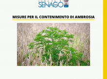 misure per il contenimento di ambrosia atermisiifolia senago