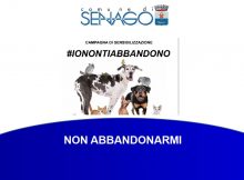NON ABBANDONARMI