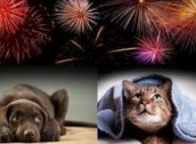 animali botti capodanno