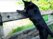 cane abbandonato