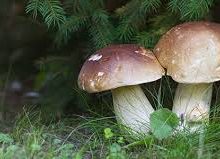 funghi_