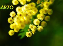 8 marzo