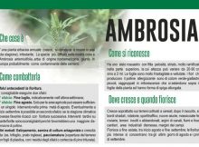 AMBROSIA