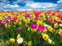 fiori