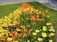 tulipani